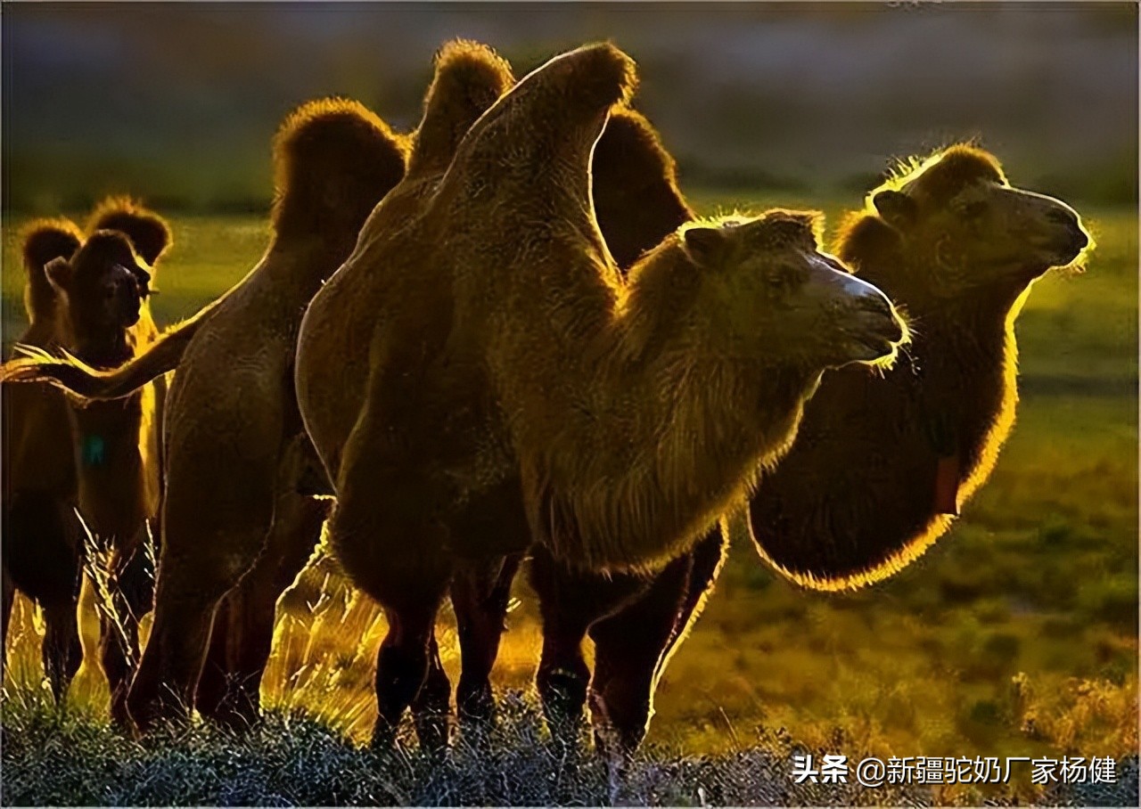 牧民如何辨认骆驼,牧民心中的最美风景牦牛