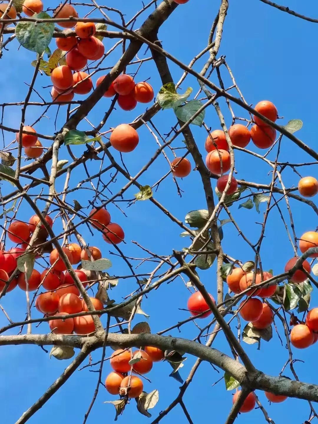 野柿子怎么晒干,硬柿子削皮晒干