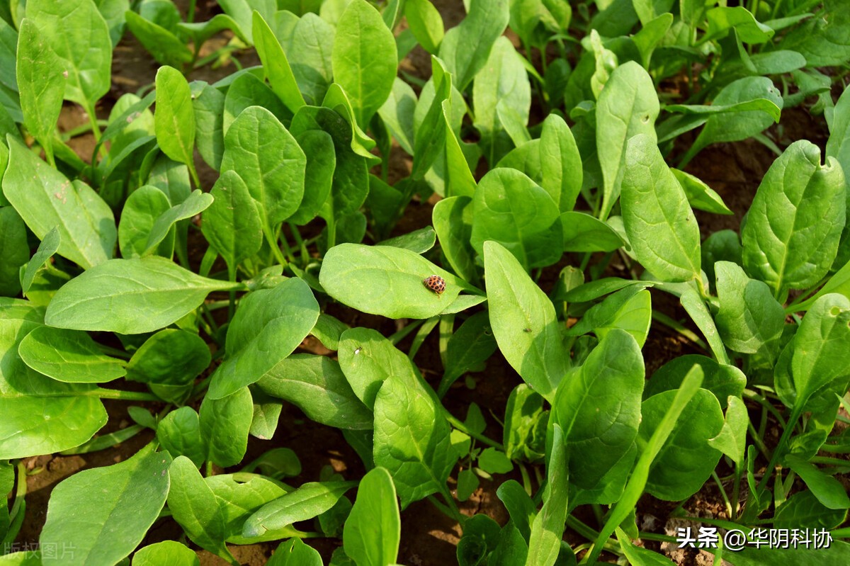 什么蔬菜对骨关节好,野菠菜能治膝盖关节炎吗