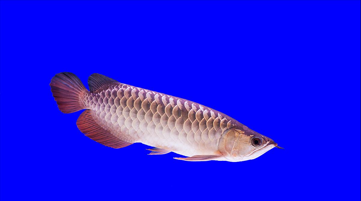 混养龙鱼趴缸是什么原因造成的,龙鱼受到惊吓趴缸怎么解决