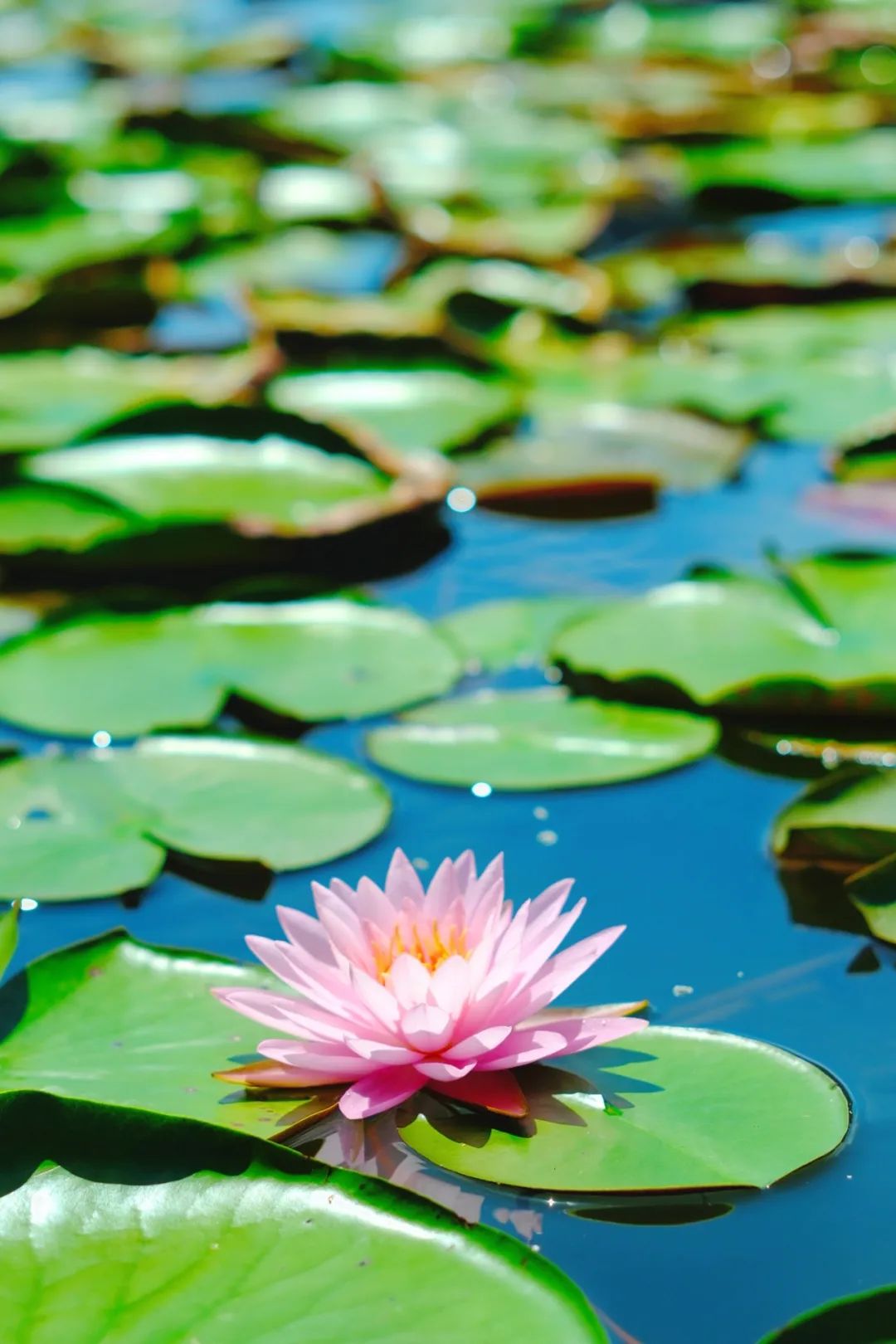 小暑已至！夏日顶流登场，一池荷风，满院莲香，惊艳了整个夏天！