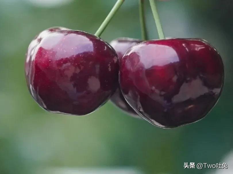 车厘子和樱桃可以有什么区别,车厘子和樱桃到底有什么区别呢