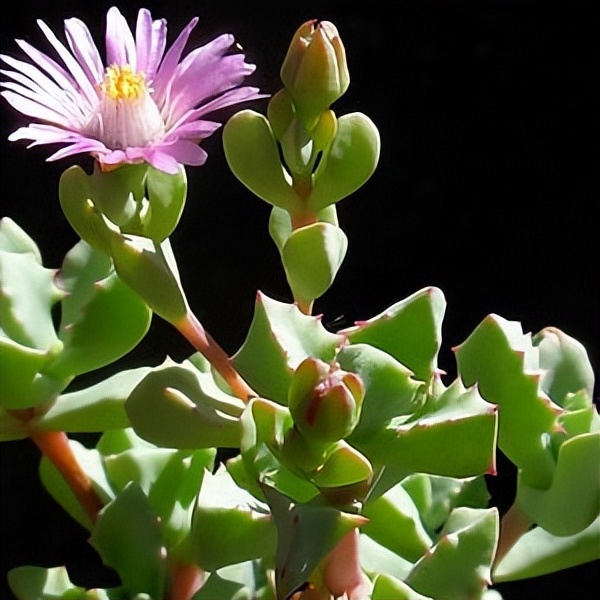 102个大类近500个多肉植物图片，都极其美丽，建议在家中也养一盆