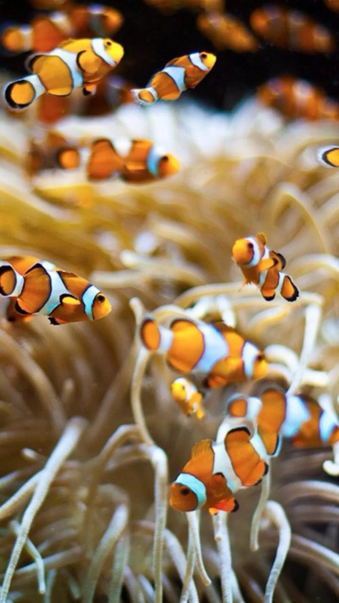 蓝色海景壁纸图片大全,海景壁纸4k超清全面屏