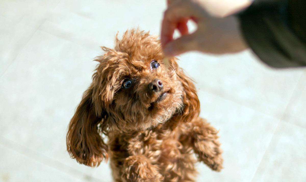 泰迪恐惧心理怎么训练,泰迪害怕的惩罚是什么