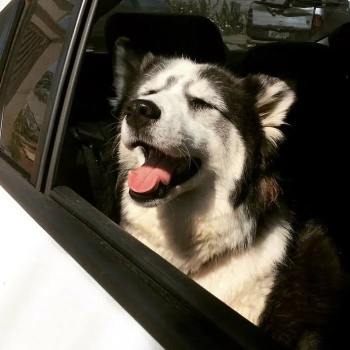 黑心狗厂逼迫反复生育至瘫痪的哈士奇，被拯救后活成了小公主