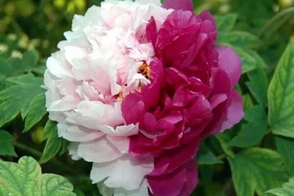 牡丹花国花的寓意,中国的国花是牡丹吗