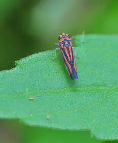 昆虫记家长共读感悟,读法布尔昆虫记有感