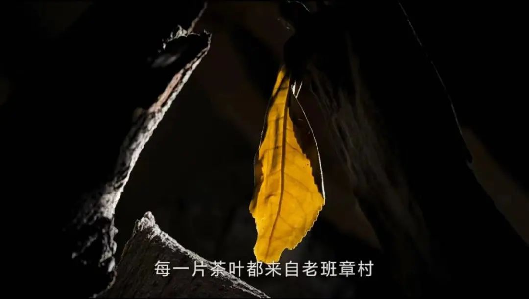 老班章春茶开始了吗,老班章当年春茶多少钱一片