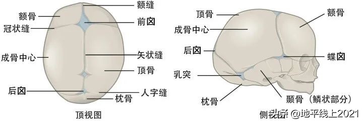 想让孩子有一个漂亮的头型，如何预防和治疗偏头与扁头？