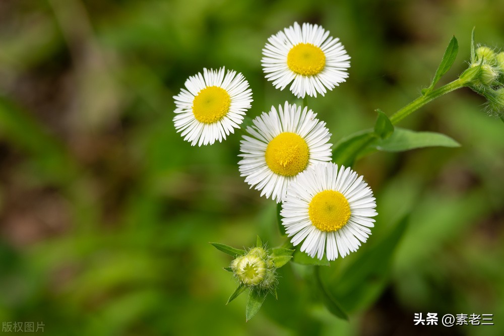 女作家去做保姆446,女作家去做保姆825