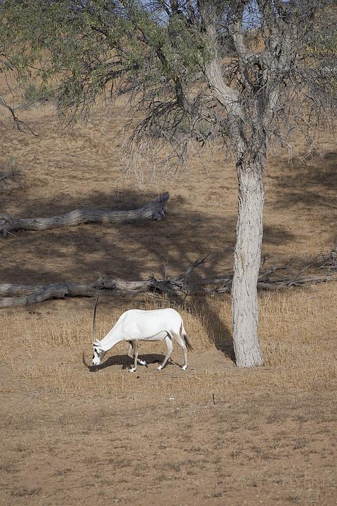 阿联酋丽思卡尔顿,阿联酋野奢帐篷