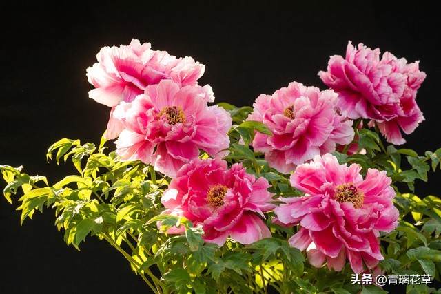 在家养棵发财树寓意着日进斗金,家里养哪些树越老越值钱