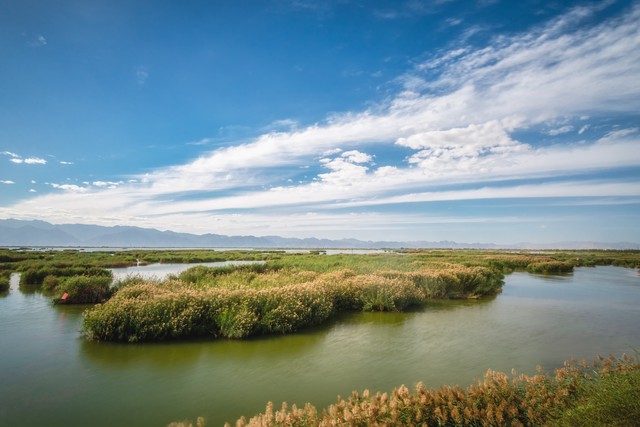正宗宁夏红枸杞风景,宁夏红色枸杞