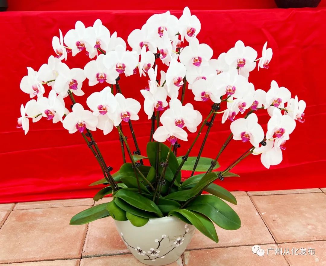 广州从化大旺兰花基地,兰花基地赏花