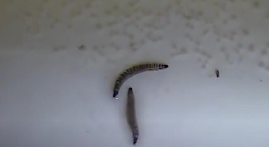 香皂能去除小飞虫吗,把香皂扔进马桶里