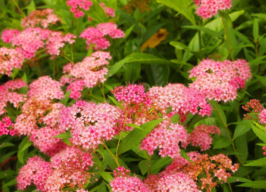 日本绣线菊品种,中华绣线菊与珍珠绣线菊的区别