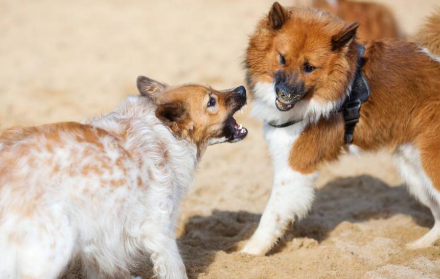 狗狗之间交配，其实有这些方式