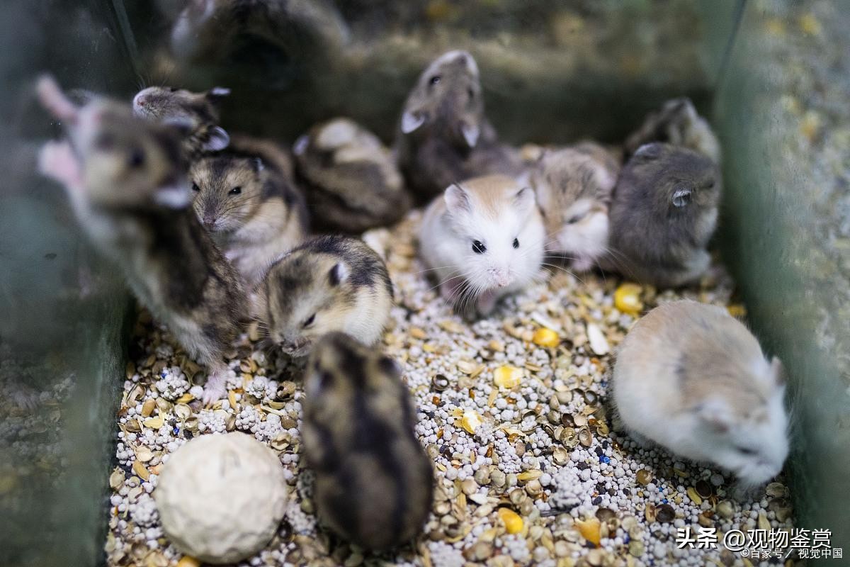 仓鼠打架出血了怎么处理,仓鼠打架为什么会被咬出血