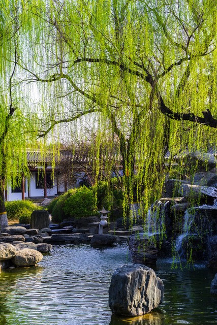 柔丝弄早春,柳枝婀娜醉春风,期盼好事要发生