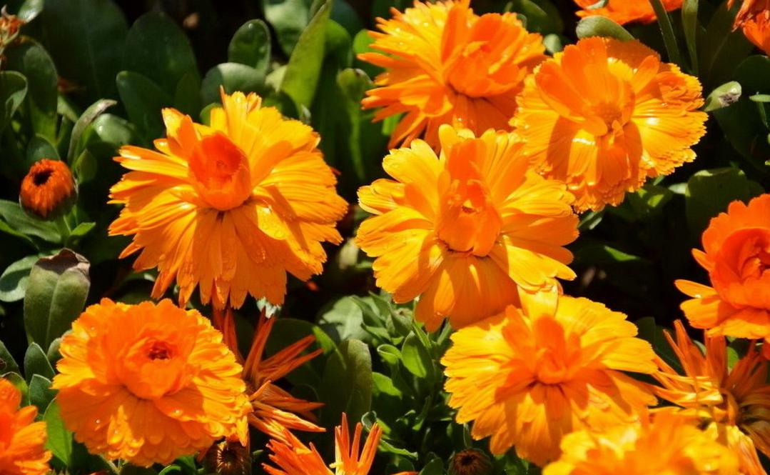 适合冬季喝的12种花茶功效,花茶黑茶绿茶红茶哪种解春困