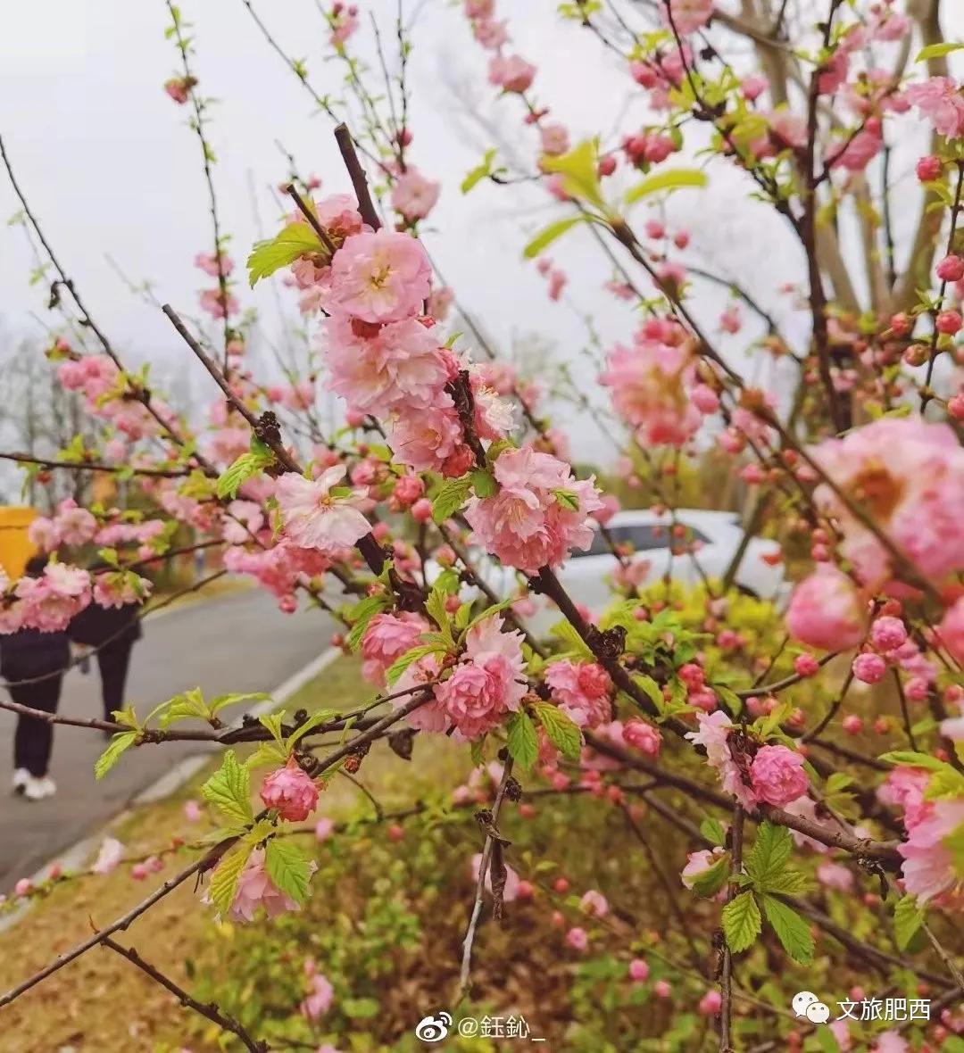 原来，在社交平台中，肥西的真实风景是这样的