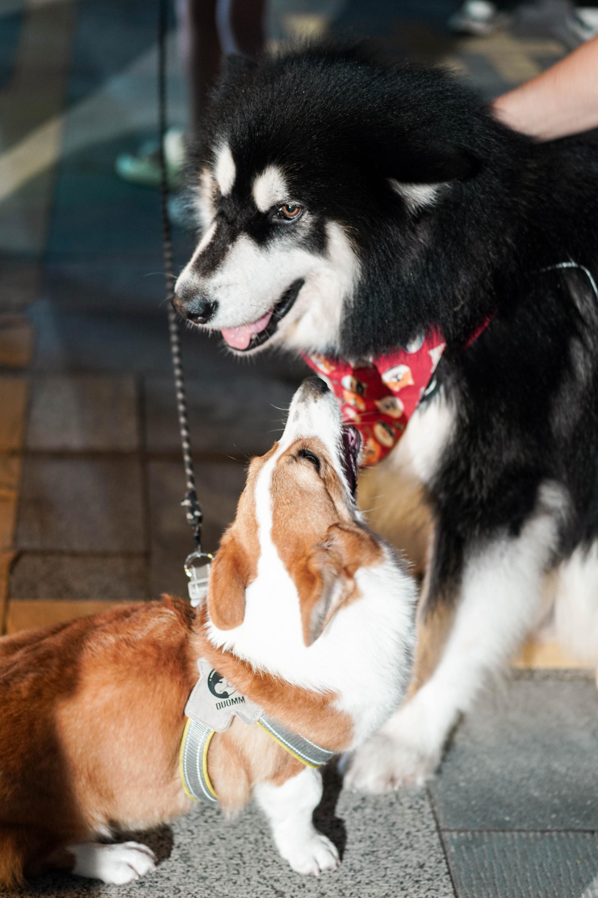 深圳机场旁的低调高雅酒店，尽享热带雨林花园，差旅入住首选酒店