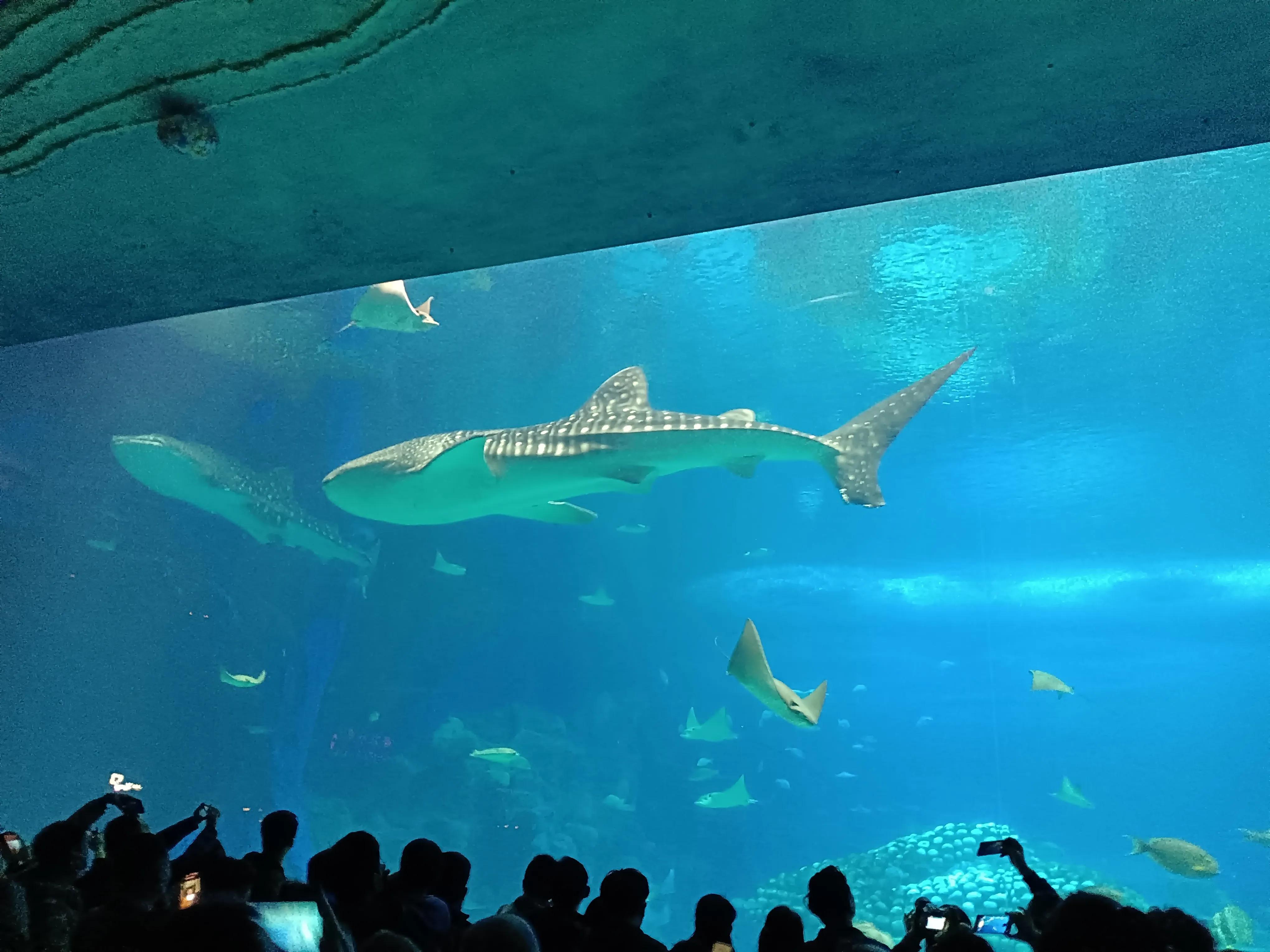 绌胯秺鐝犳捣,浠庢繁鍦冲潗鑸瑰幓鐝犳捣