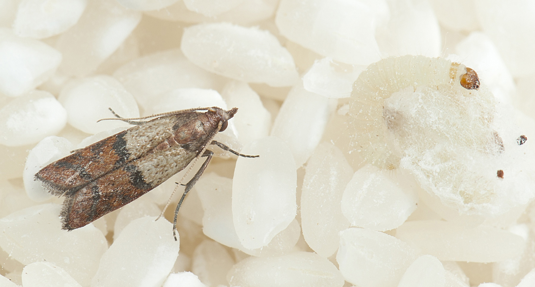 如何防止蚊虫进房间的方法,室内总有蚊子或者虫子怎么办