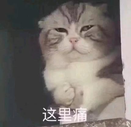猫咪误食异物呕吐出来就没事了吧,猫咪把喂食软管吃进肚子里了