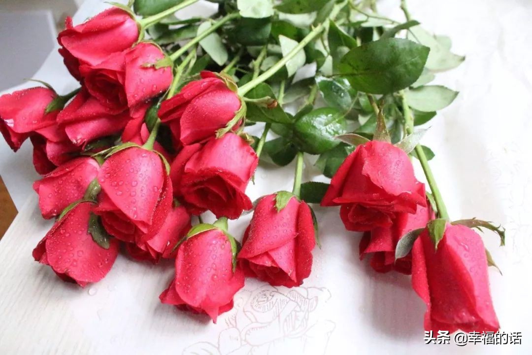 英国国花世界各国的国花,各种国家的国花大全