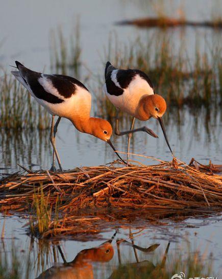 日军日记：*安妇慰**不服从管教，我很愤怒，用*刀刺**插入她的*体下**