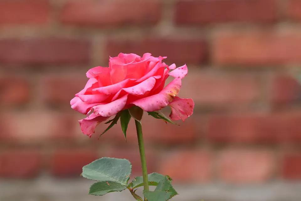 520适合发朋友圈的配图爱情,入目无别人四下皆是你英语