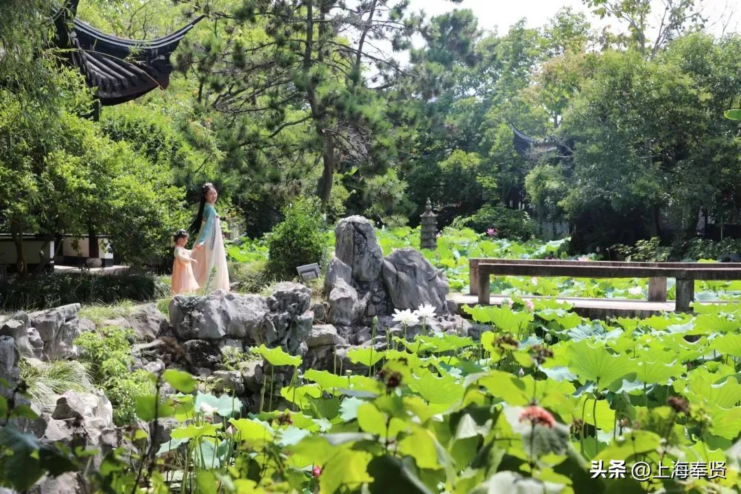 夏日赏荷好去处,奉贤哪里可以赏荷花