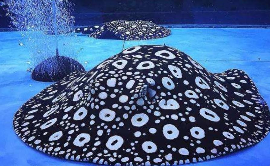 龙鱼缸混养哪些底层鱼好看,龙鱼缸配什么观赏鱼好