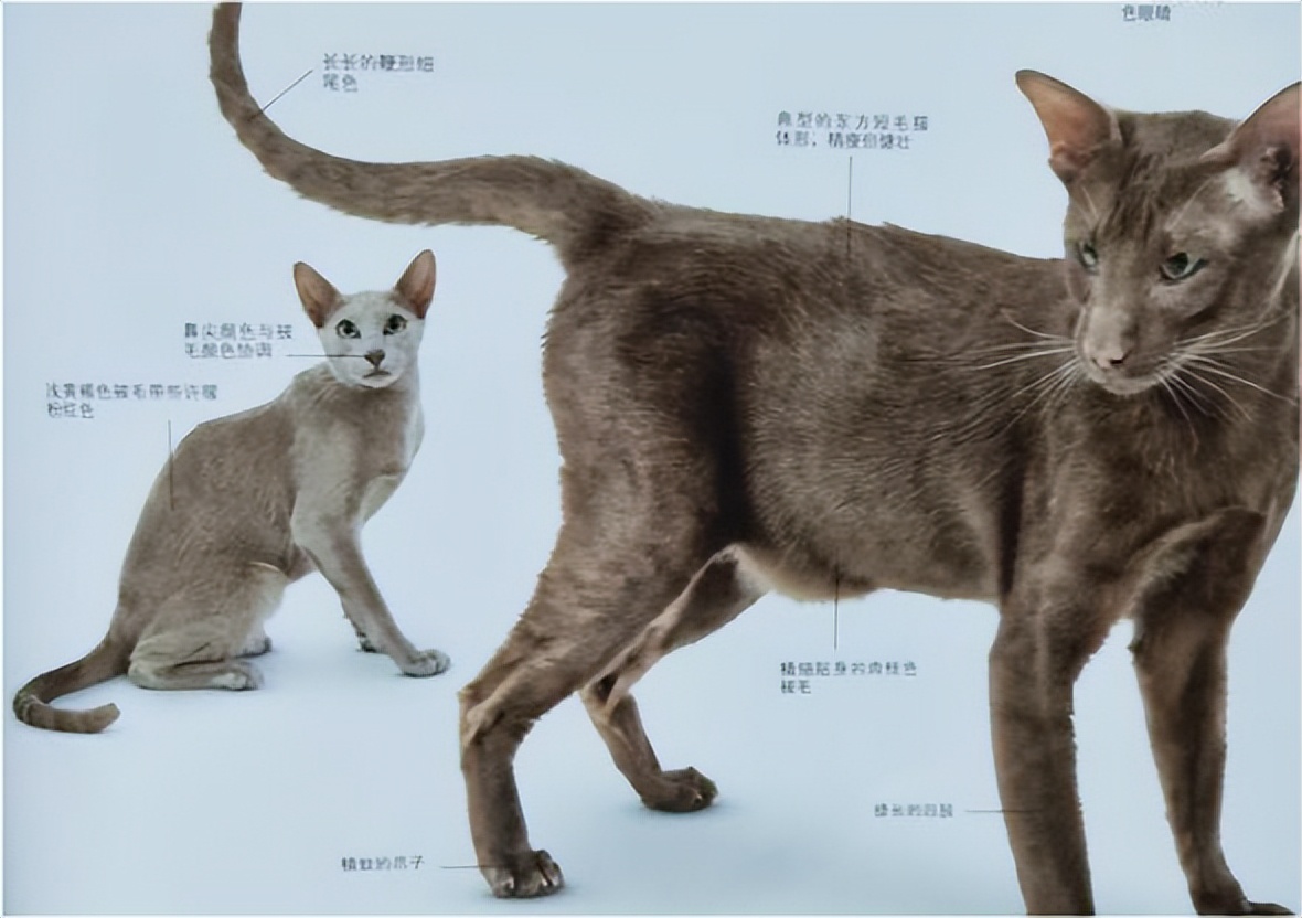 东方短毛猫形态特征,东方短毛猫颜色介绍