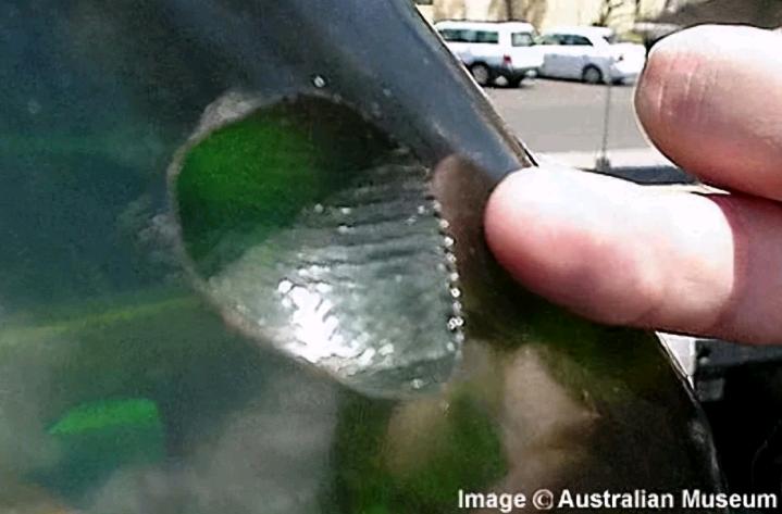 达摩鲨为什么不怕虎鲸,能和虎鲸大白鲨斗的是达摩鲨吗