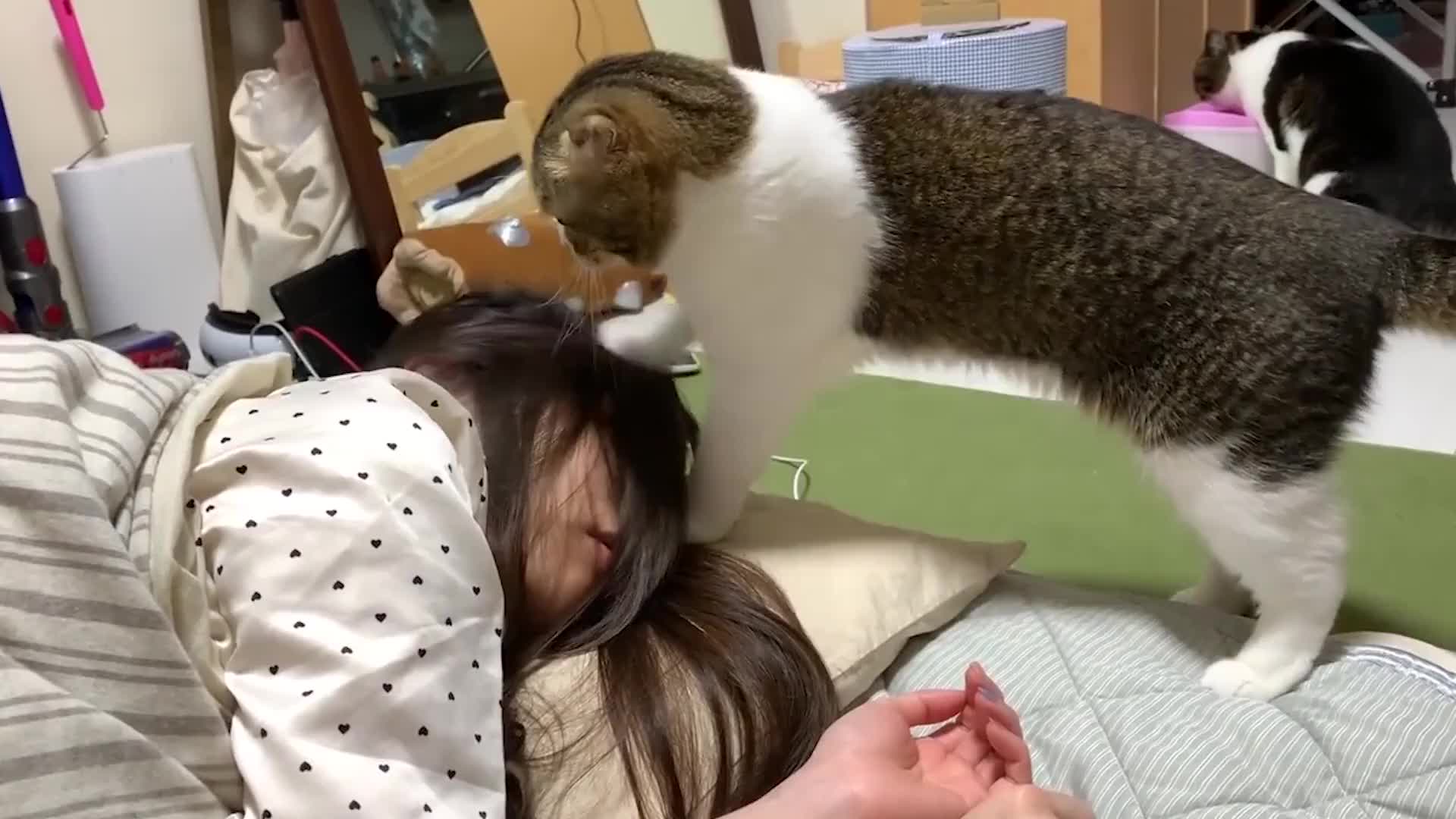 养猫一年后发现了13个神奇现象,养猫久了人会得什么病