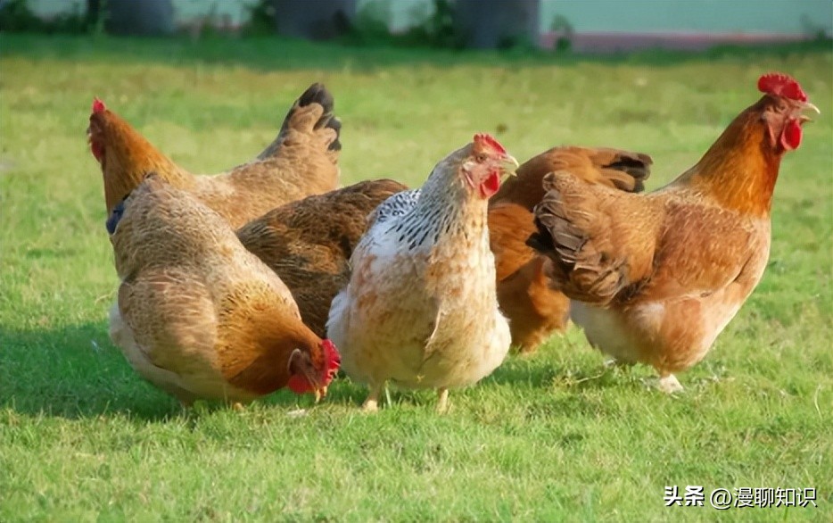 鸡沙门菌能引起鸡白痢吗,鸡白痢沙门氏菌病的研究进展