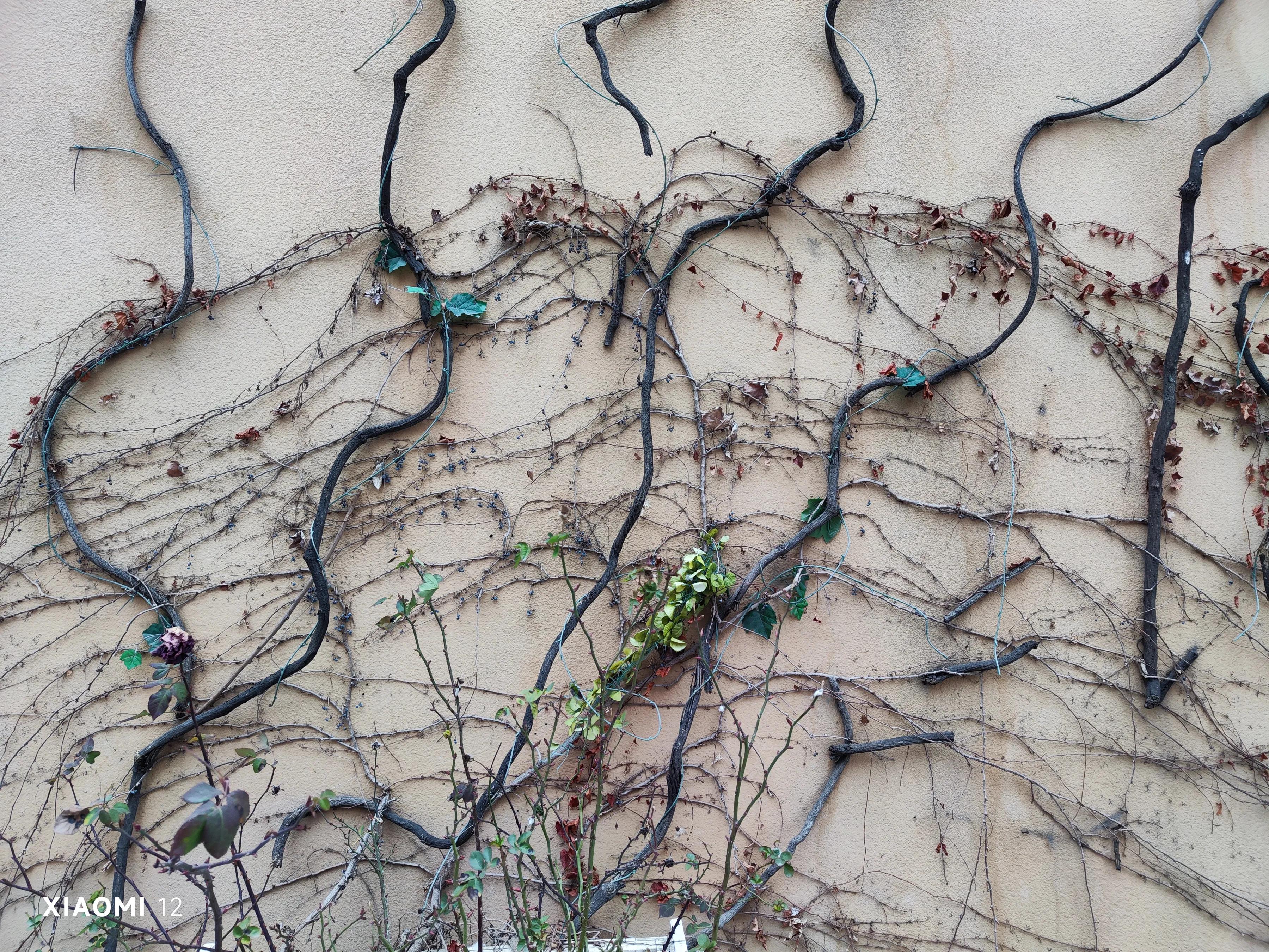 小米12日常体验测评,小米12x体验测评最新