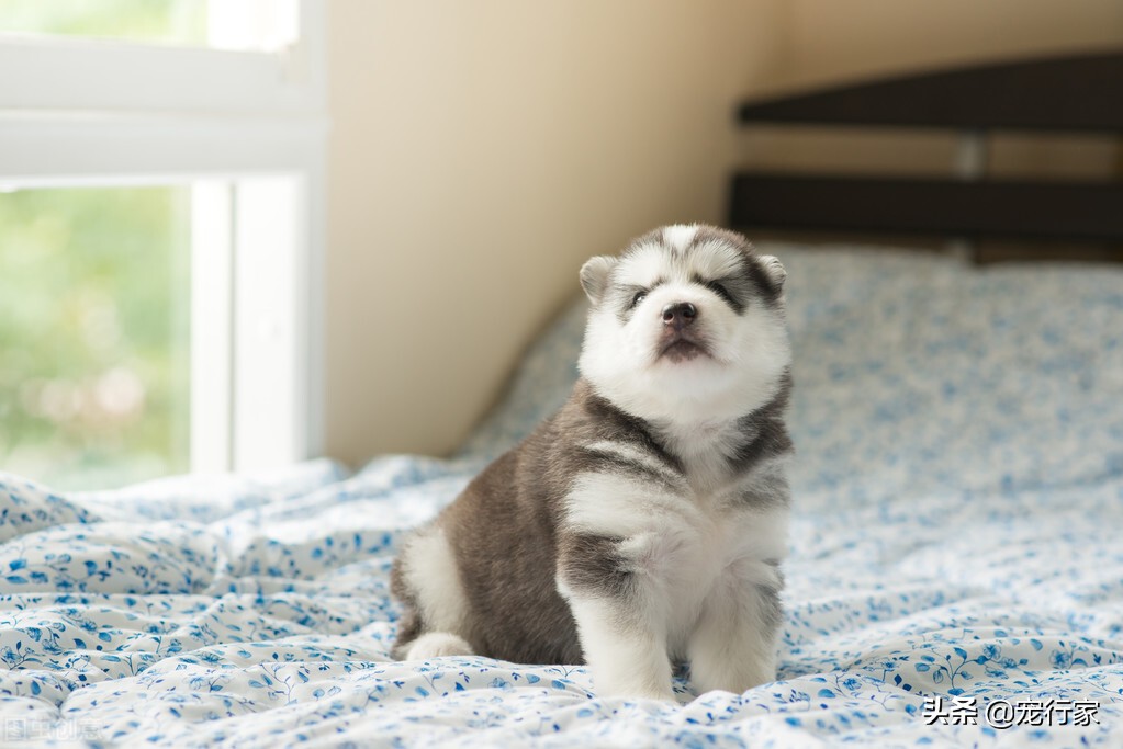 狗狗太无聊，老是乱咬家中物品怎么办？试着给狗子找事做