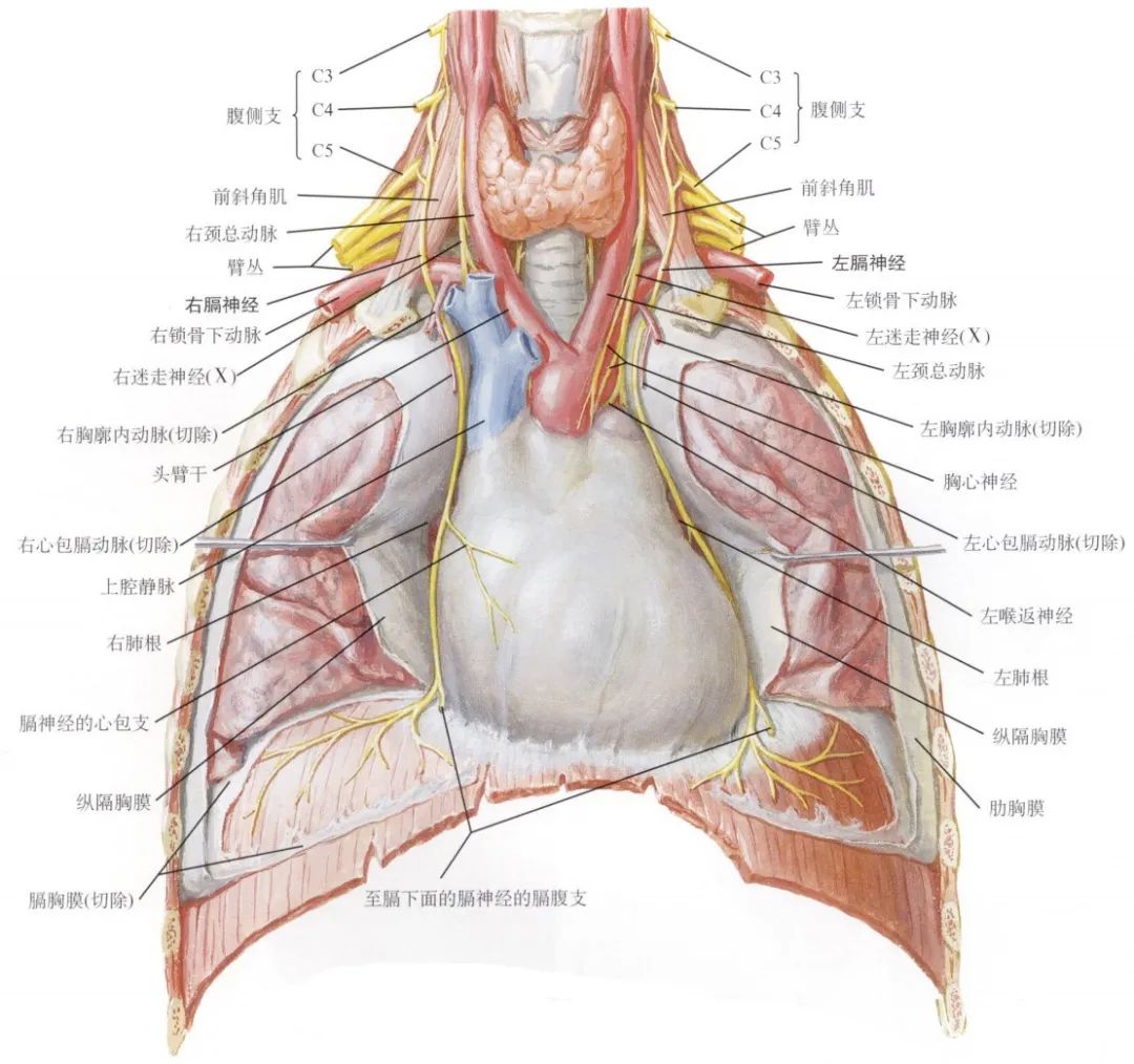 脊神经支配区域解剖图简图,脊神经及其分支的支配范围