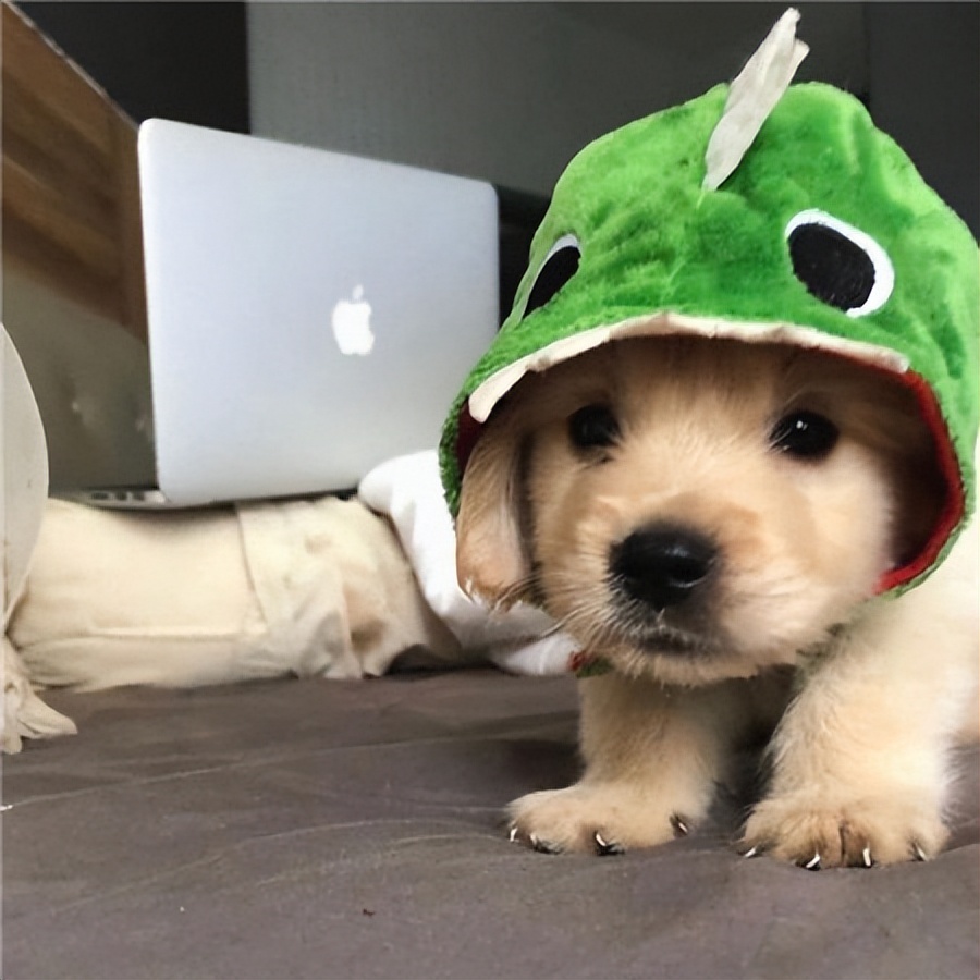 赛级金毛的优点,金毛优点缺点