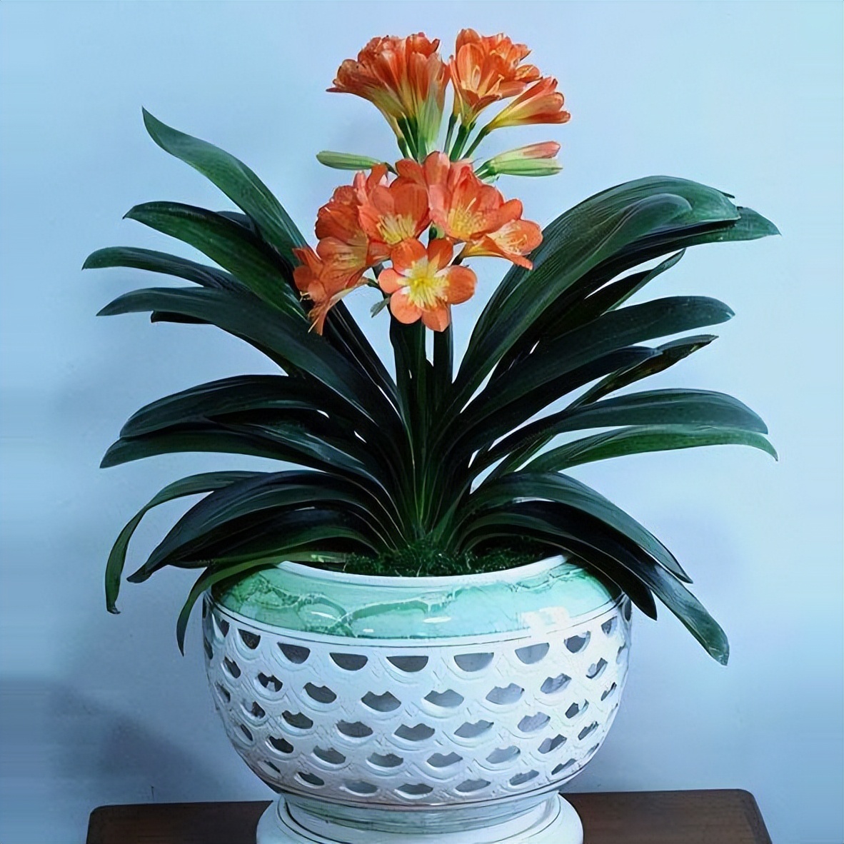 养君子兰平时注意几点叶片更整齐,养君子兰怎么养才能越养越好呢