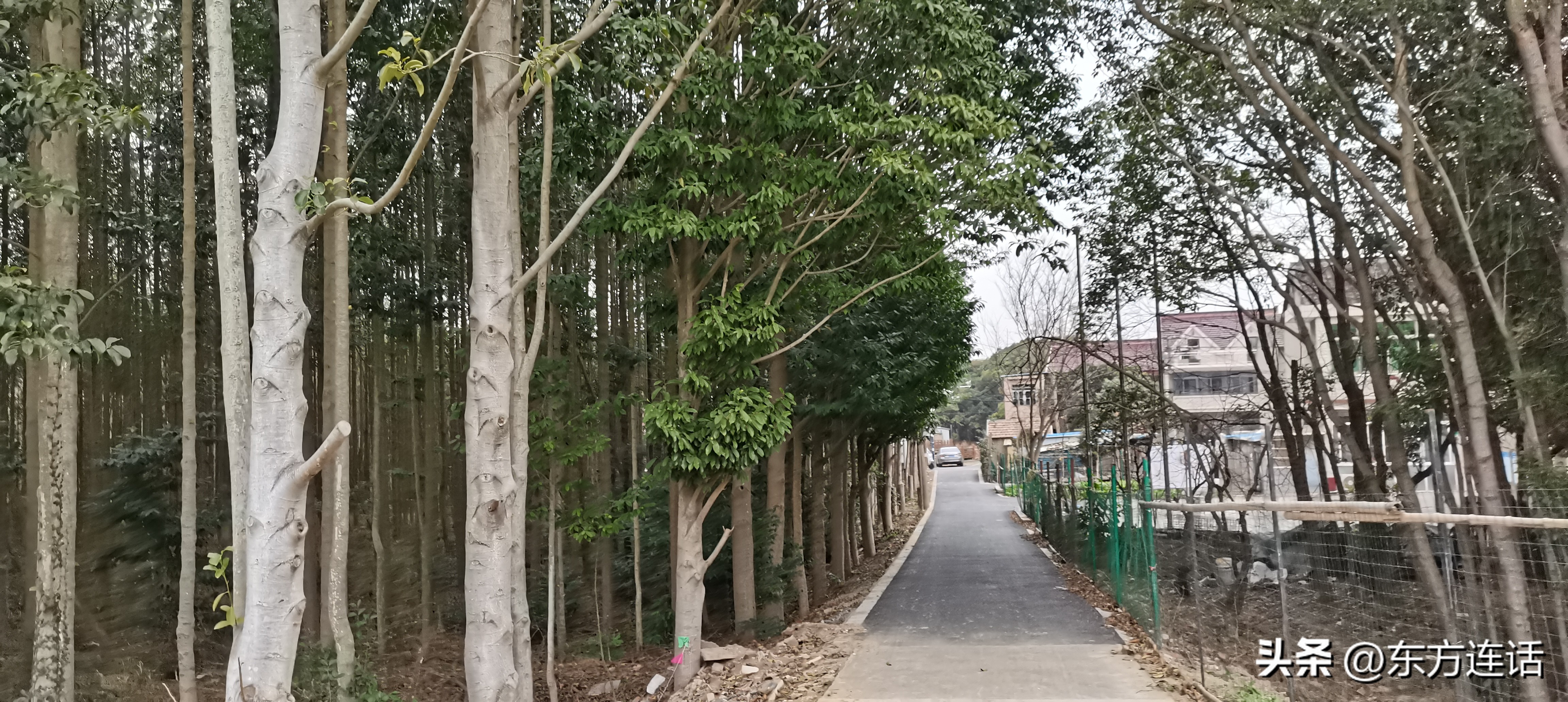 上海浦江郊野湿地公园,上海的森林公园好玩吗