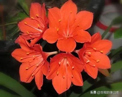 乔治百合品种,乔治百合花期多久