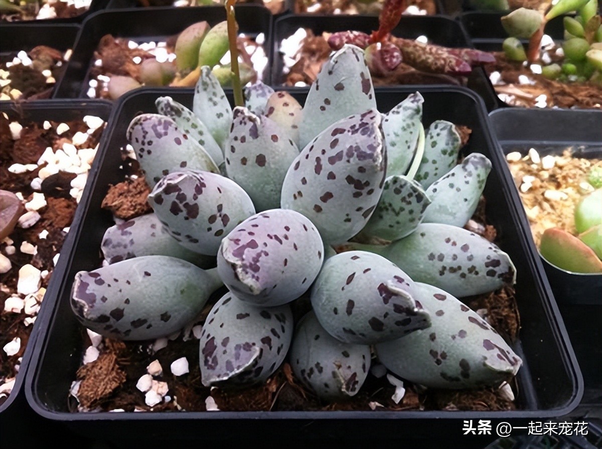 越养越丑的多肉,好养大气又好看的多肉