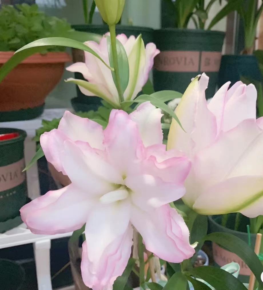 喜欢百合花，就养“重瓣百合”，花大色美，香气怡人，养护也简单