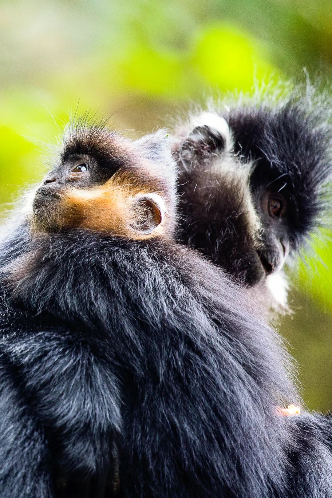 绿色狂想曲,绿色狂想曲三年级