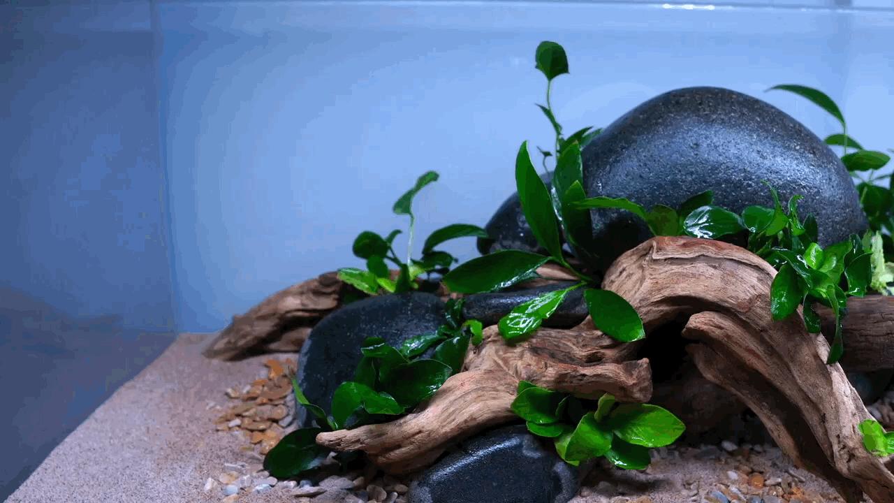 水草小缸养什么鱼最好,适合小型裸缸养的鱼